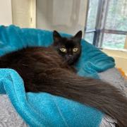 Sweep, the ten-year-old domestic longhaired cat. Picture: York RSPCA