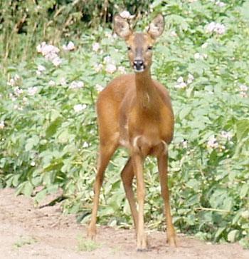 This photograph of a young deer was captured by Press reader Brian Bartle from Tadcaster. Mr Bartle came across the deer in fields off Millfield Lane, Nether Poppleton, York.