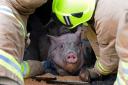 HELPING HANDS: A pig is rescued by firefighters after the lorry crash on the outskirts of York