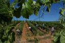 Vineyard workers in Portugal. Picture: Mike Tipping