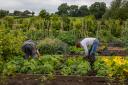 Staff at Helmsley Walled Garden working in the vegetable garden