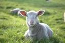 Shaun Conway's lamb at Sheriff Hutton. 