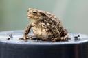 Meet Georgie - the  world's oldest toad