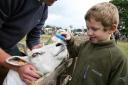 Six-year-old James Chapman helps his father, Andrew, groom his Texel sheep Tulip at Malton Show