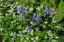 Galium odoratum, or sweet woodruff, and bluebells in Gina’s garden