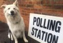 Flashback: Wolfie the dog at a York polling station during the 2017 General Election. If you are taking your dog with you when you vote in the mayoral election on Thursday, please send us a snap of them outside the polling station