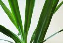 It won't be long before parents name their kids after yucca plants. Picture: Pixabay