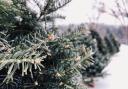 Where to buy a real tree from Christmas tree farms near York