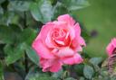 Plant and grow your own garden roses with these top tips (Canva)