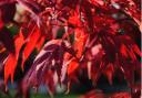How to grow Japanese Acer trees