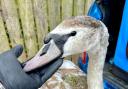 Swan with cord entwined round its legs safely released back to River Derwent
