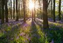 Have you been on a bluebell walk in North Yorkshire yet?
