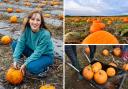 Do you know a good spot to pick pumpkins in North Yorkshire? Why not visit Yorkshire Pumpkins or Spilmans