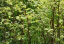 Have you ever come across Japanese knotweed in your home in York? How it can cause damage