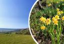 Want to make the most of spring? Why the Farndale Estate in the North York Moors is one of the best ways to celebrate the season