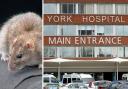 A York hospital trust has spent over £60,000 on tackling pests – including rats and cockroaches – since 2021, figures show