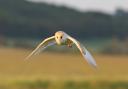 Barn owl in flight: