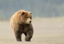 Grizzly bear strolling, by Kevin Bedford