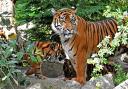 The Sumatran tiger stands guard over two of her youngsters