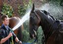 Tim Ayres gives Fairy Mist a welcome dousing at Tim FitzGerald’s Norton stable ahead of last year’s Open Day. Many of the yards in Malton and Norton will be open to the public for a behind-the-scenes look on Sunday