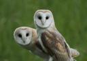 Barn owls photographed by Robert Fuller