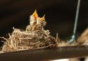Mistle thrush chicks in the nest,