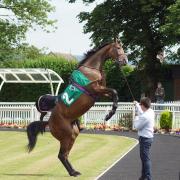 A horse rearing up in the parade ring at Thirsk racecourse, July 2021
