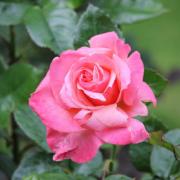 Plant and grow your own garden roses with these top tips (Canva)