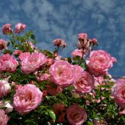 How to plant and grow your own garden roses with these top tips (Canva)