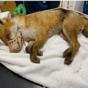 The young male fox killed by an illegal snare in York