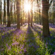 Have you been on a bluebell walk in North Yorkshire yet?