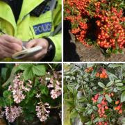 A police officer with (clockwise from top) pyracanthus, berberis and ribes plants