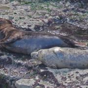 Seal pups at Flamborough, taken with long lens from cliff top. By Roger Mattock