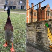 The new art trail has been created at the university in honour of Long Boi