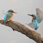 Kingfishers by Paul Greenwood