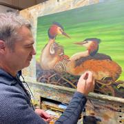 Robert E Fuller with a new painting of great crested grebes