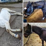 Horses at Jemoon Stud found by the RSPCA