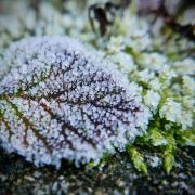 Frost can be very damaging to plants and grass
