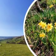 Want to make the most of spring? Why the Farndale Estate in the North York Moors is one of the best ways to celebrate the season