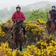 Yorkshire Racehorse of the Year candidate Libertarian, at the forefront, on the Low Moor at Middleham