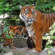 The Sumatran tiger stands guard over two of her youngsters