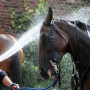 Tim Ayres gives Fairy Mist a welcome dousing at Tim FitzGerald’s Norton stable ahead of last year’s Open Day. Many of the yards in Malton and Norton will be open to the public for a behind-the-scenes look on Sunday