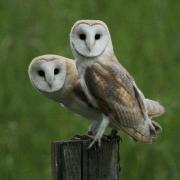 Barn owls photographed by Robert Fuller