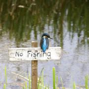 Andy Ashby captured this cheeky kingfisher