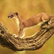 A stoat running Robert’s obstacle course