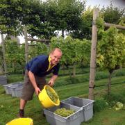 UK WINE: Harvesting grapes at Danebury Vineyard in Hampshire