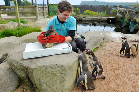 Peso the Penguin chick who has been born to parent Piglet and Gonzo at Scarborough Sea Life Sanctuary with Todd German from the centre who has the job of weighing the youngster each week.