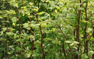 Have you ever come across Japanese knotweed in your home in York? How it can cause damage