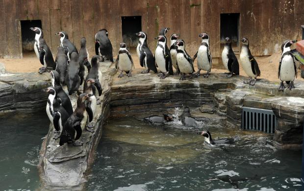The penguins are reunited in their new surroundings in Great Yarmouth