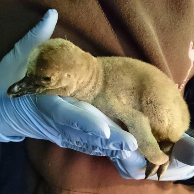 PICTURE: New baby penguin at Flamingo Land